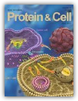 Protein & Cell